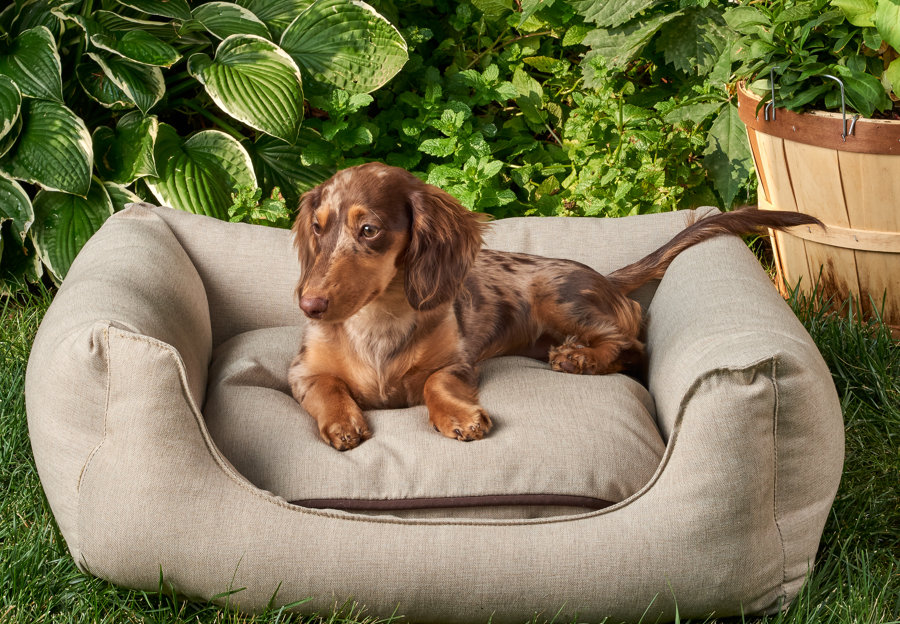 Pet Furniture Wayfair